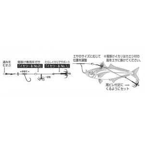 Katsuichi　iKAKura　squid　No,1　basicstyle